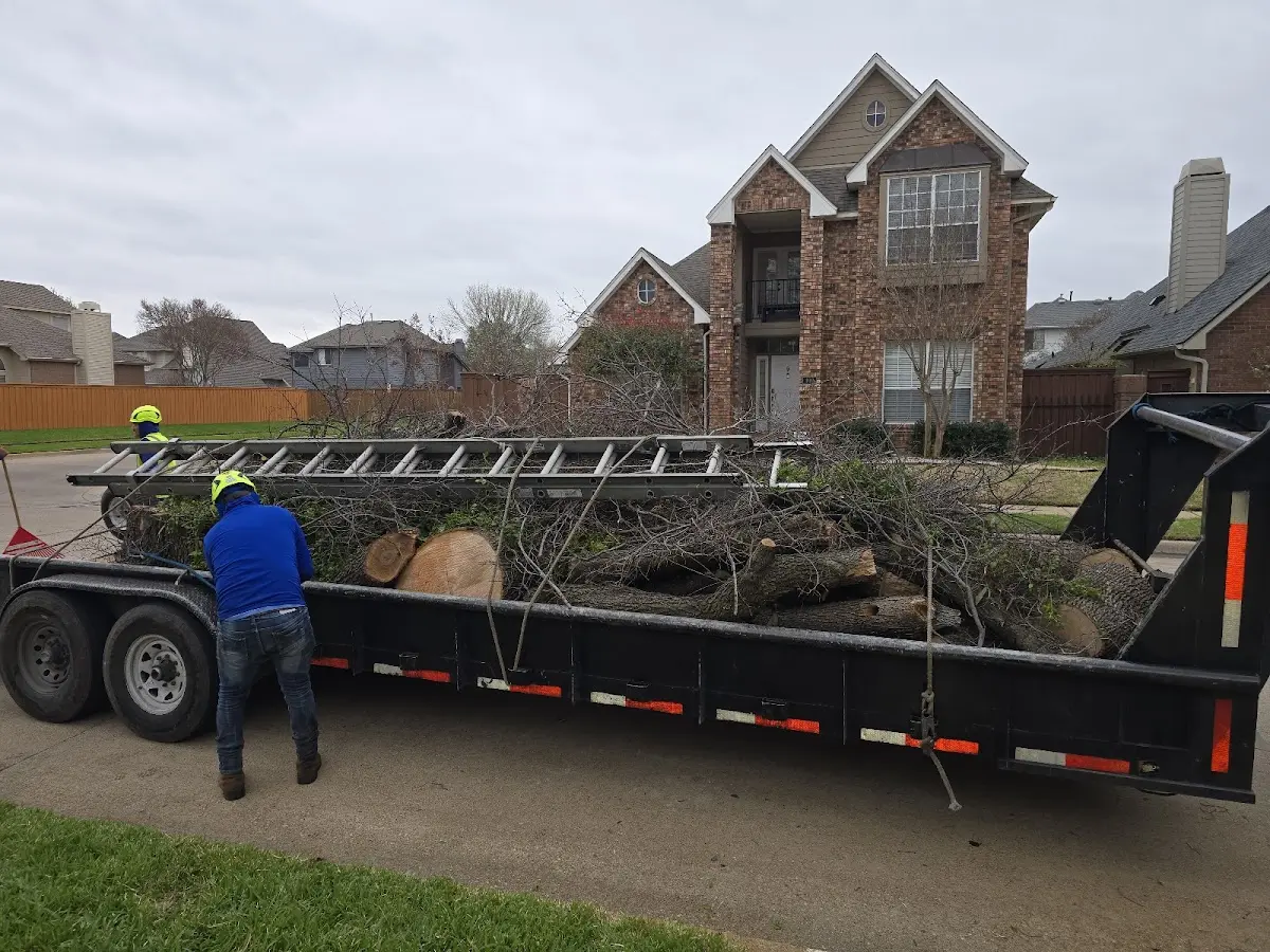 Expert Tree Fertilization with proper safety equipment in Lewisville